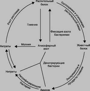 ожирение по мужскому типу